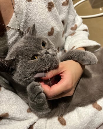 Miah The British Shorthair At MDN Pet Care Miah The British Shorthair At MDN Pet Care