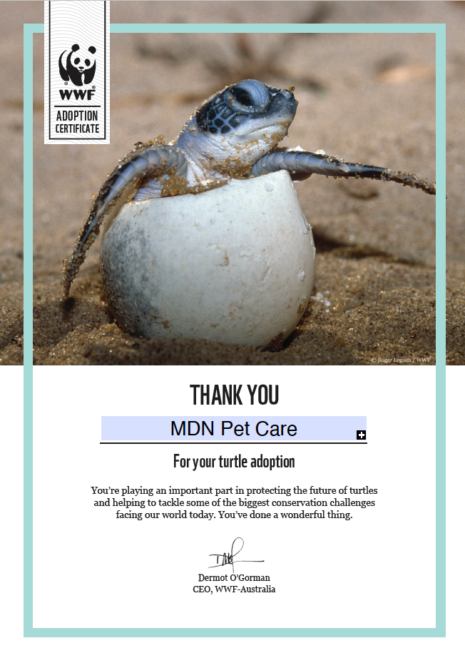 MDN Pet Care's Turtle Adoption Certificate MDN Pet Care's Turtle Adoption Certificate